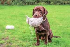 knitting dog